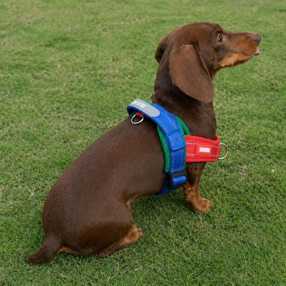 Summer Dachshund Harness
