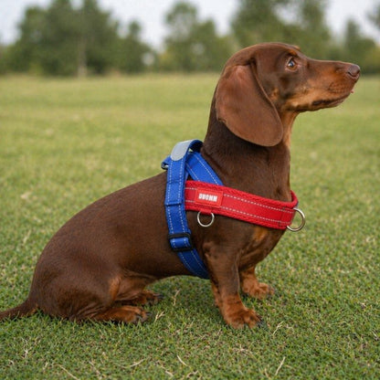 Summer Dachshund Harness