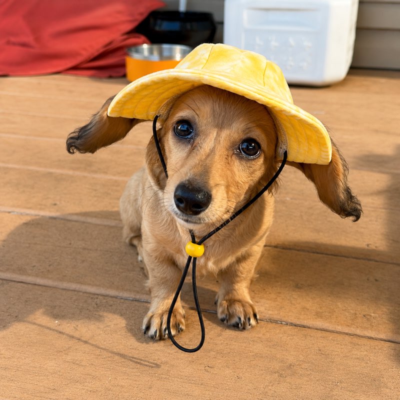 Dachshund wearing Tie-Dye Bucket Hat lifestyle
