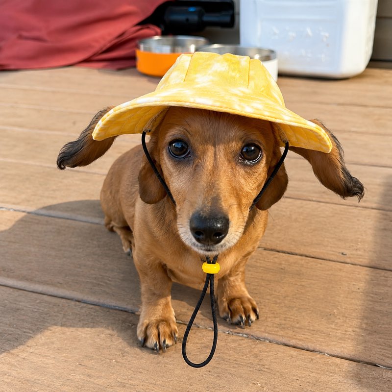 Dachshund wearing Tie-Dye Bucket Hat lifestyle