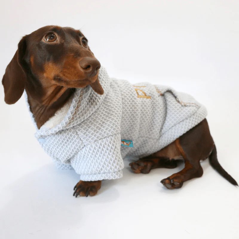 Waffle Doxie Hoodie on dachshund 3