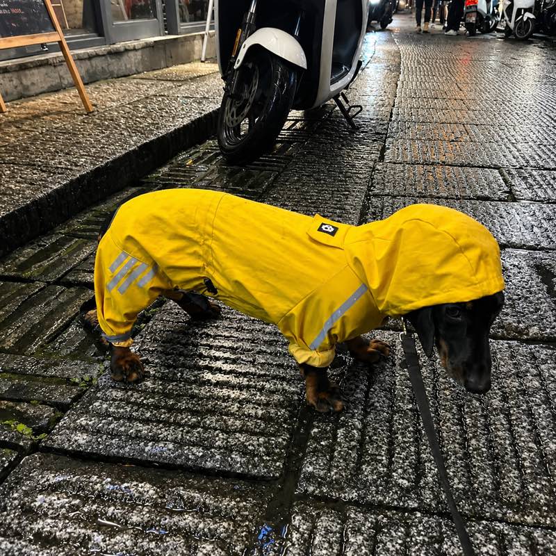 Dachshund wearing the Waterproof Jumpsuit on a rainy city street