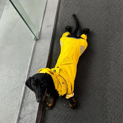 Dachshund relaxing indoors in the Waterproof Jumpsuit