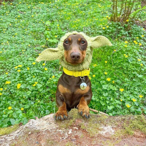 Yoda Halloween Dachshund Hat