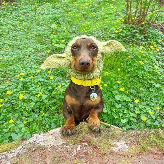Yoda Halloween Dachshund Hat